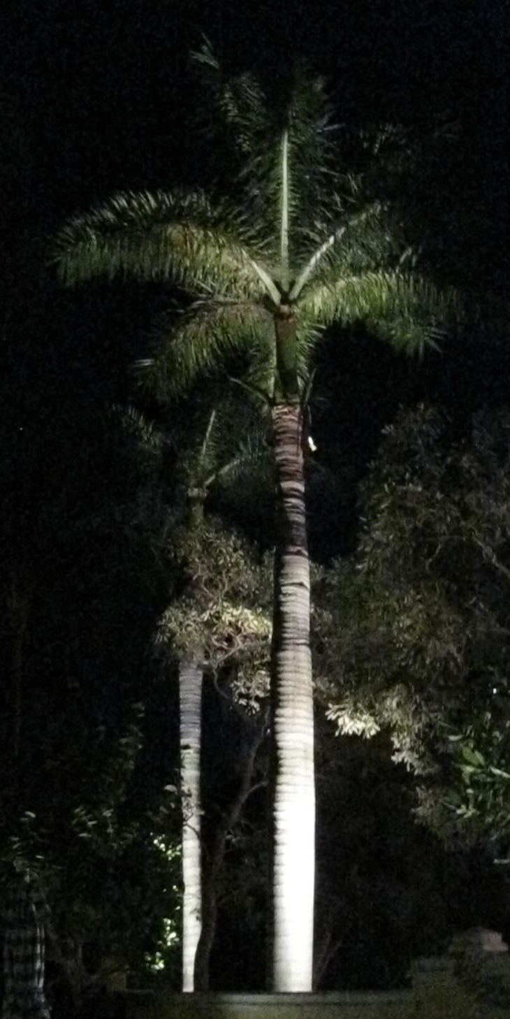 Palm Tree in Spotlight